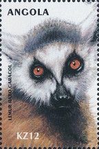 Ring-tailed Lemur (Lemur catta)