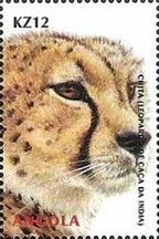 Cheetah (Acinonyx jubatus)
