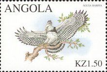 Harpy Eagle (Harpia harpyja)