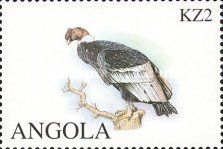 Andean Condor (Vultur gryphus)