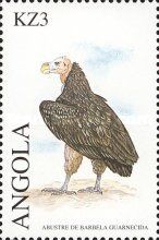 Lappet-faced Vulture (Torgos tracheliotus)
