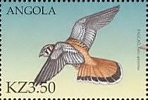 American Kestrel (Falco sparverius)