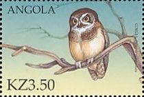 Spectacled Owl (Pulsatrix perspicillata)