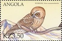 Boobook (Ninox novaeseelandiae)