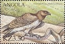 Martial Eagle (Polemaetus bellicosus)
