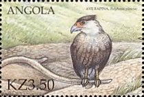 Crested Caracara (Polyborus plancus)