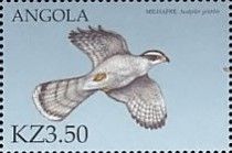Northern Goshawk (Accipiter gentilis)