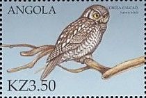 Northern Hawk-Owl (Surnia ulula)