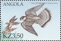 Peregrine Falcon (Falco peregrinus)
