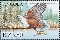African Fish Eagle (Haliaeetus vocifer)