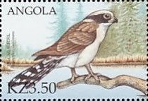  Laughing Falcon (Herpetotheres cachinnans)