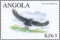 Verreaux's Eagle (Aquila verreauxii)