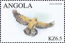 Bonelli's Eagle (Hieraaetus fasciatus)