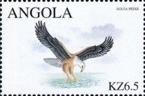 African Fish Eagle (Haliaeëtus vocifer)