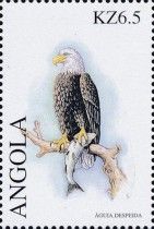 Bald Eagle (Haliaeëtus leucocephalus)