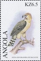 Philippine Eagle (Pithecophaga jefferyi)