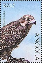 Prairie Falcon (Falco mexicanus)