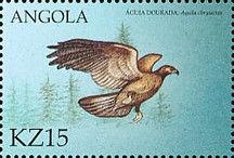 Golden Eagle (Aquila chrysaetos)