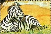 Mountain Zebra (Equus zebra)