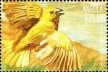 Holub's golden weaver (Ploceus xanthops)