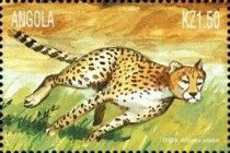 Cheetah (Acinonyx jubatus)