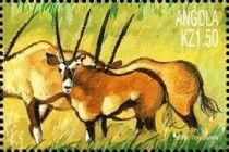 Gemsbok (Oryx gazella)