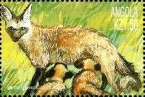 Bat-eared fox (Otocyon megalotis)