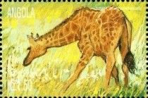 Giraffe (Giraffa camelopardalis)