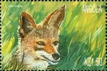 Golden jackal (Canis aureus)