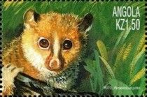 Milne-Edwards's Potto (Perodicticus potto)