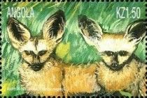 Bat-eared fox (Otocyon megalotis)