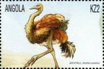 Common Ostrich (Struthio camelus)