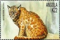 African Wildcat (Felis lybica)