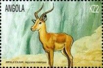 Impala (Aepyceros melampus)