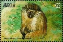 Malbrouck Monkey (Cercopithecus aethiops)