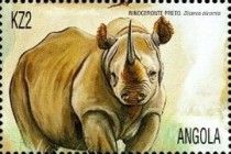 Black Rhinoceros (Diceros bicornis)