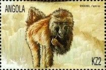 Kinda Baboon (Papio kindae)