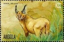 Caracal (Felis caracal)