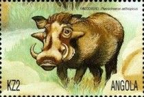 Common Warthog (Phacochoerus aethiopicus)