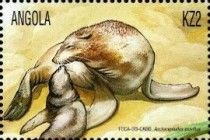 Cape Fur Seal (Arctocephalus pusillus)