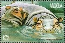 Hipoppotamus (Hippopotamus amphibius)