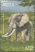 African Elephant (Loxodonta africana)