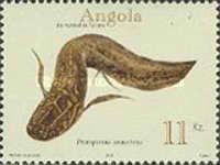African Lungfish (Protopterus annectens)