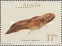 East African Lungfish (Protopterus amphibius)
