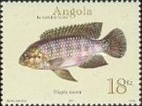 Okavango Tilapia (Tilapia ruweti)