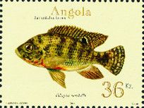 Redbreast Tilapia (Tilapia rendalli)