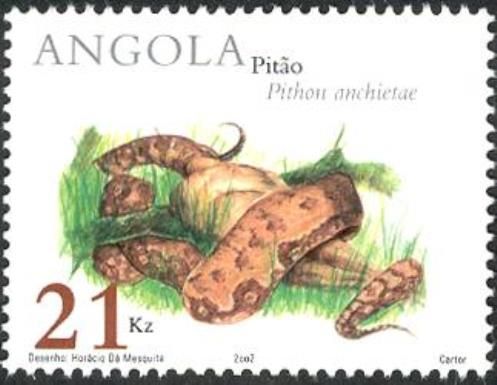 Angolan Python (Python anchietae)