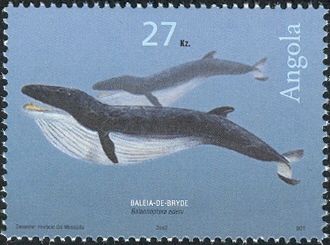 Bryde's Whale (Balaenoptera edeni)