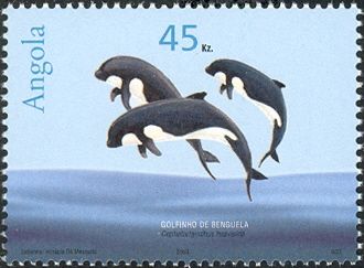 Heaviside's Dolphin (Cephalorhynchus heavisidii)