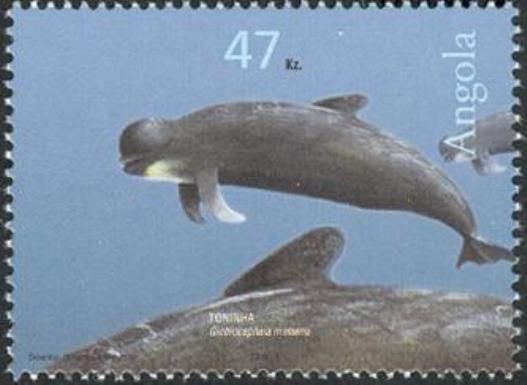 Long-finned Pilot Whale (Globicephala melaena)  